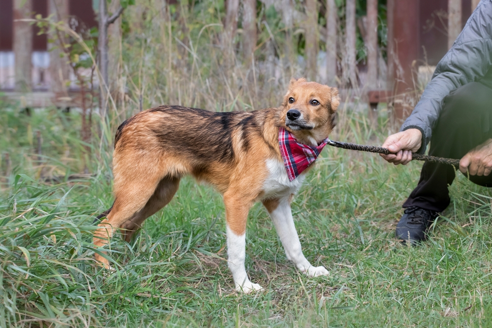 Dog 2024 resisting leash